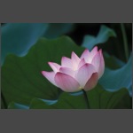 Lotus-04.jpg