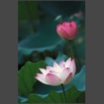 Lotus-14.jpg